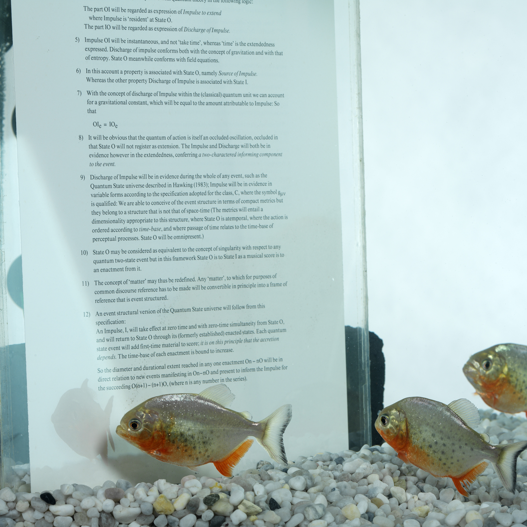 They're learning fast (1988) Fish-tank, pages from 'Report of a Surveyor', piranhas. Photo: Ken Adlard (Distress of a Dictionary 3)