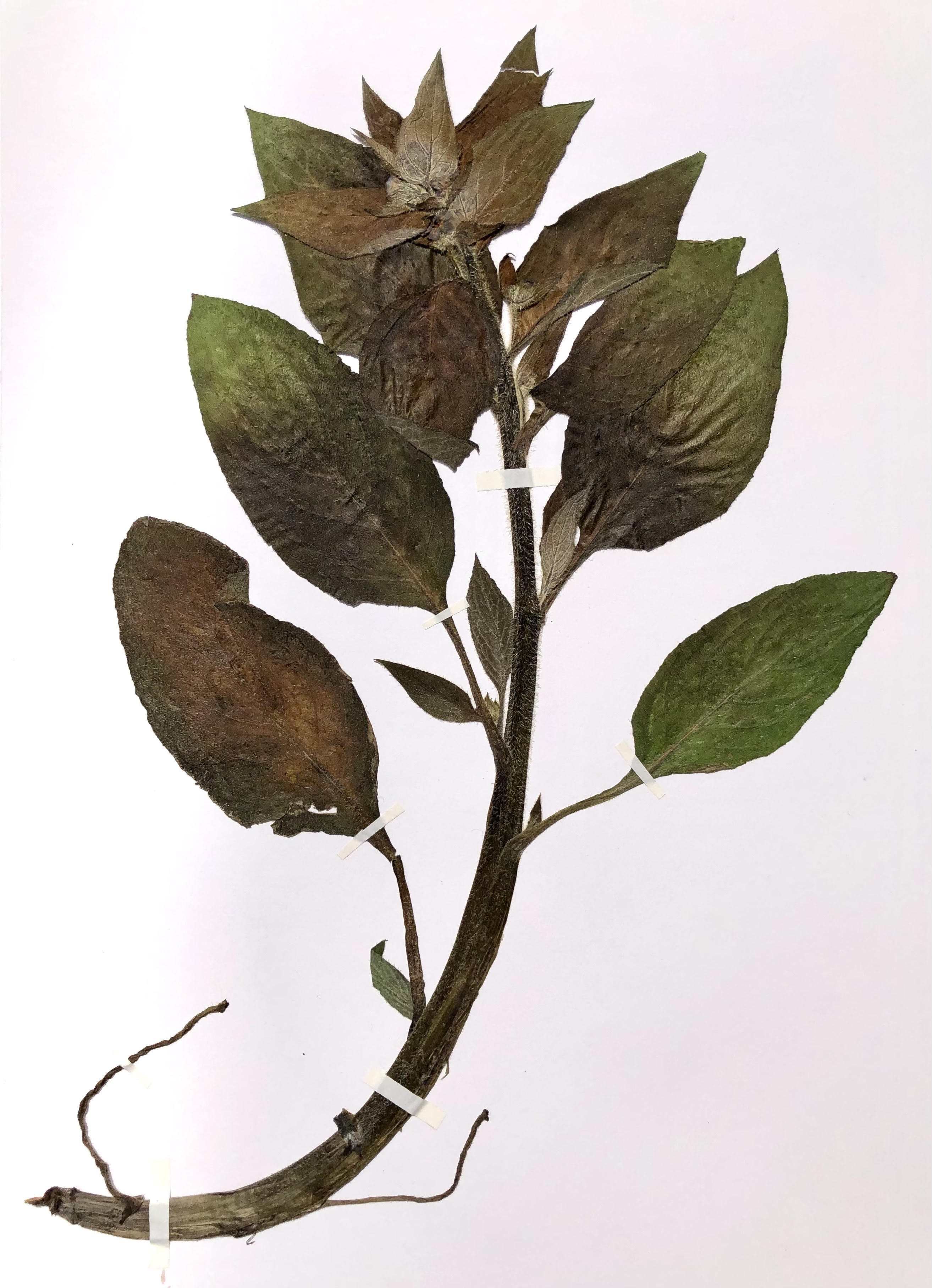 Pressed Pentaglottis sempervirens, commonly known as the green alkanet or evergreen bugloss, gathered from the Flat Time House garden in March 2021.  (FLAT TIME HOUSE OPEN WEEKEND 0)