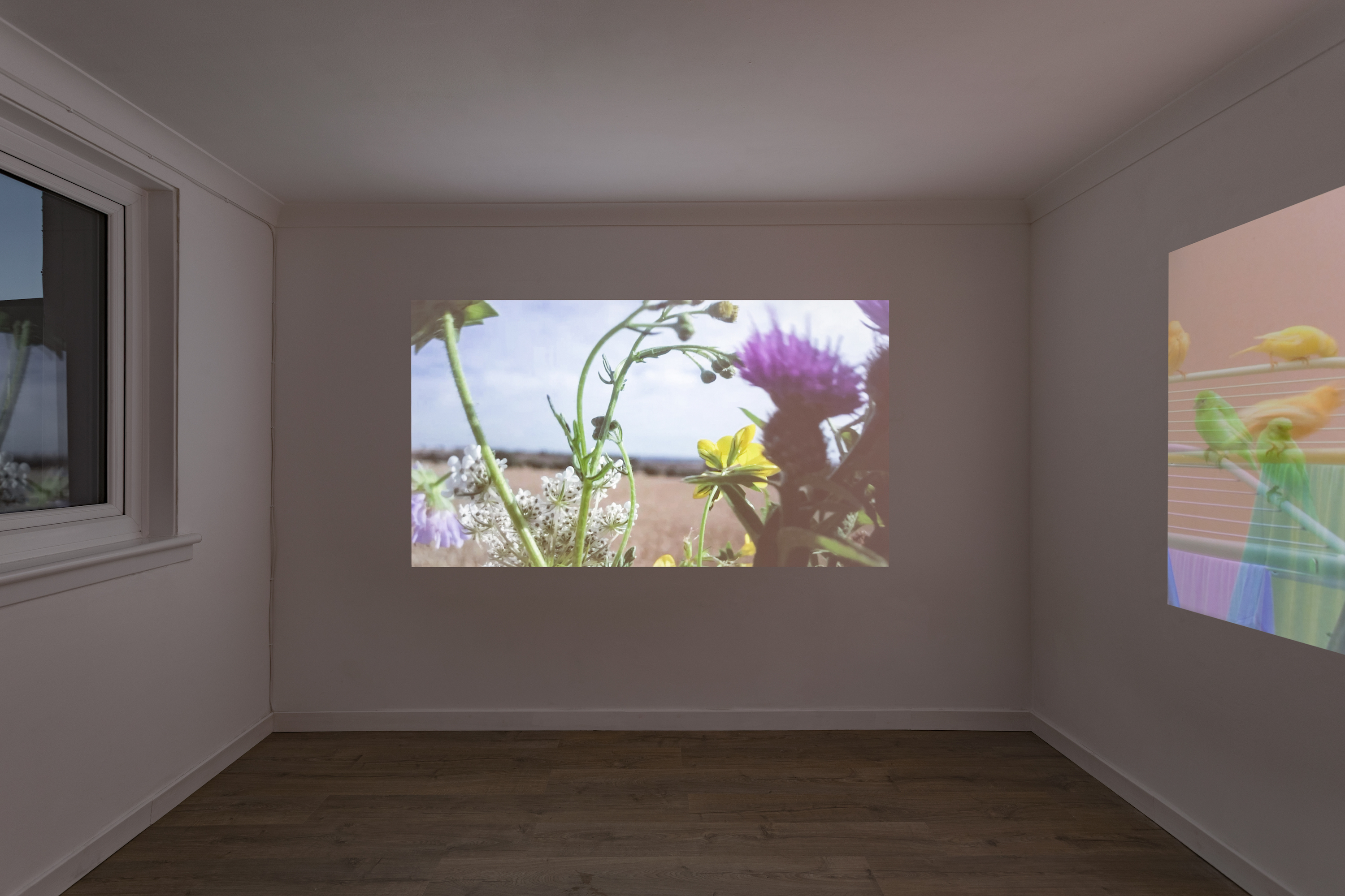 Birds and Flowers at Machine, Glasgow (2026) ( DANA MUNRO: 2)