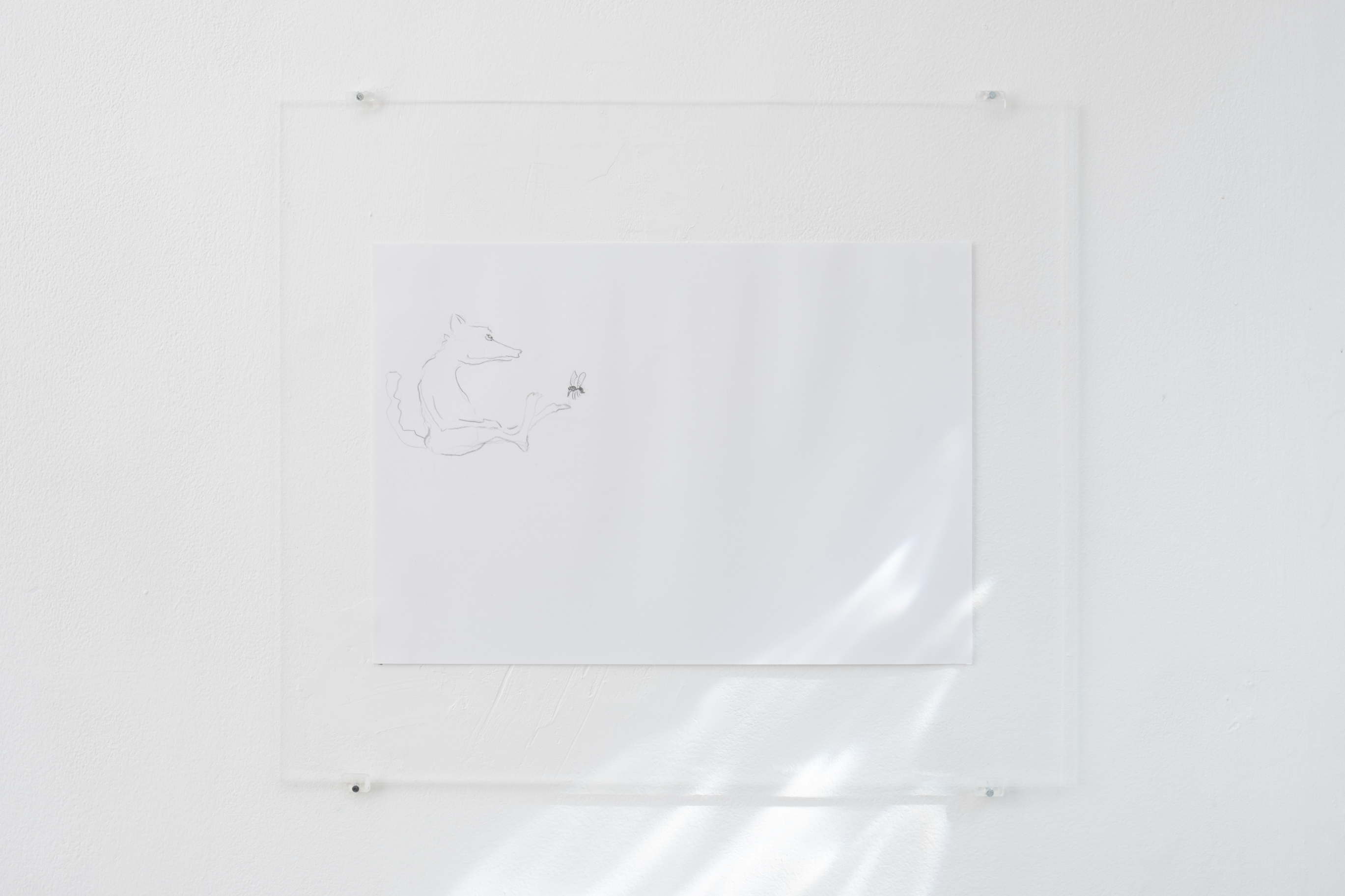 Fox and Mosquito, 2026, pencil on paper ( DANA MUNRO: 23)
